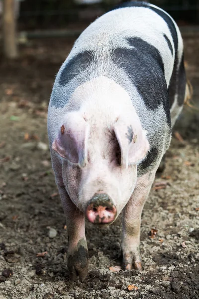 Cerdo grande —  Fotos de Stock