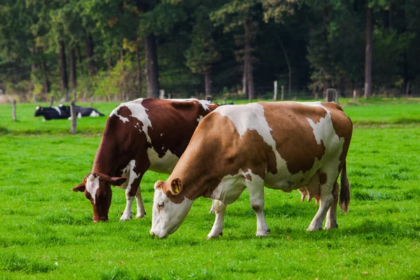 Vaches sur prairie verte — Photo