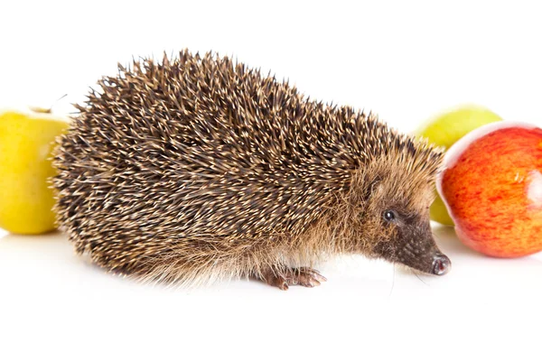 Hedgehog — Stock Photo, Image