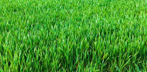 Çimen arka planı. Yeşil çimen dokusu — Stok fotoğraf
