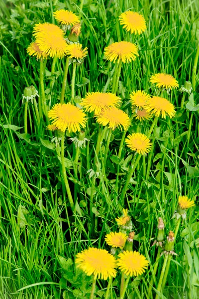 Gelbe Löwenzahnblüten — Stockfoto