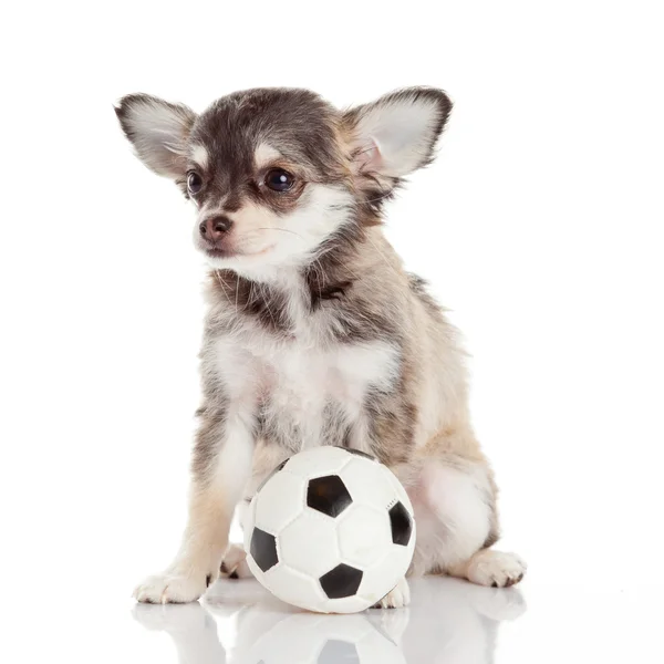 Chihuahua puppy isolated on white. Lovely puppy — Stock Photo, Image