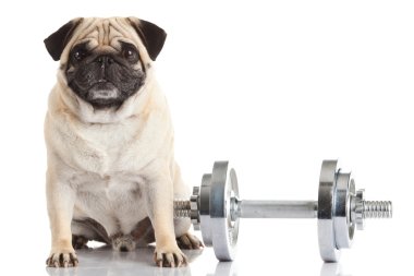 Pug Dog beyaz arkaplanda izole edildi 