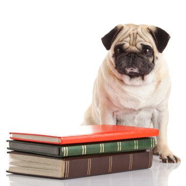 Pug Dog beyaz arkaplanda izole edildi 