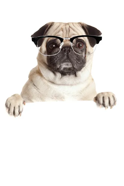 Boş billboard Pug köpek. köpek afiş veya işareti yukarıda. Pug köpek — Stok fotoğraf