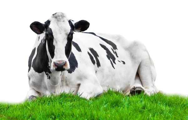 Cow on meadow isolated on white — Stock Image Cow on meadow isolated on white Royalty Free Stock Images