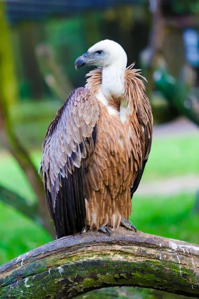 Griffon vulture — Stock Photo, Image