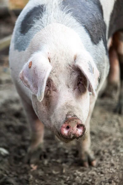 큰 돼지 — 스톡 사진