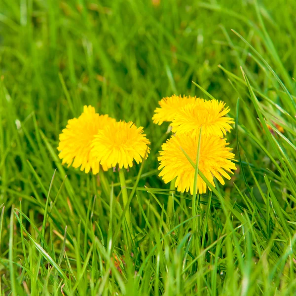 Gelbe Löwenzahnblüten — Stockfoto