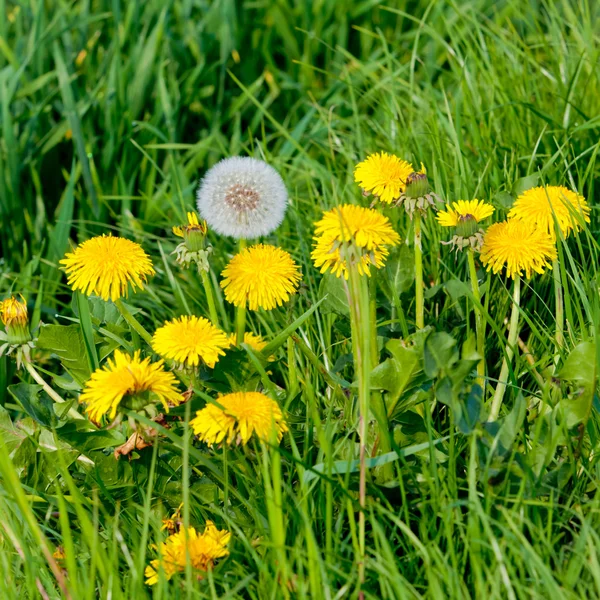 Gelbe Löwenzahnblüten — Stockfoto