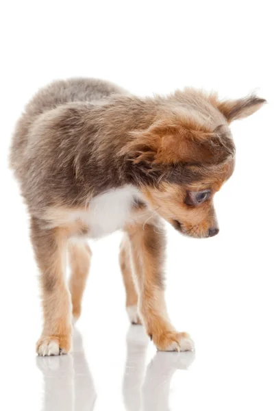 Cucciolo di chihuahua isolato su bianco. Bellissimo cucciolo — Foto Stock