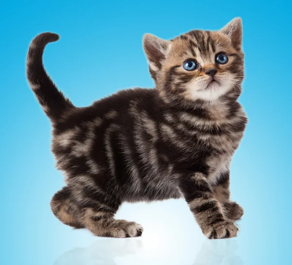 Kitten op een blauwe achtergrond — Stockfoto