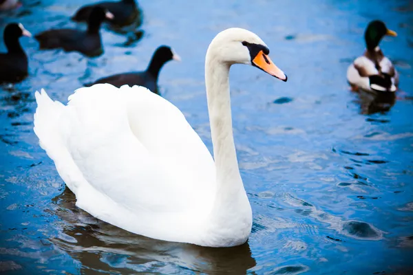 Noble swan.  white swan in blue water — Stock Photo, Image