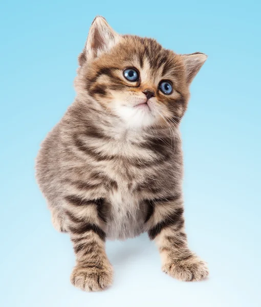 Kitten on a  blue background — Stock Photo, Image