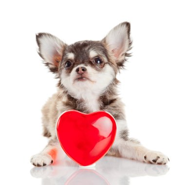 kalp ile Chihuahua köpek yavrusu