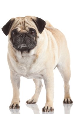 Beyaz arka plan üzerinde Pug köpek