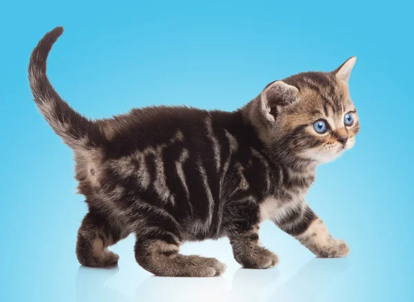 Mavi arka plan üzerinde yavru kedi — Stok fotoğraf