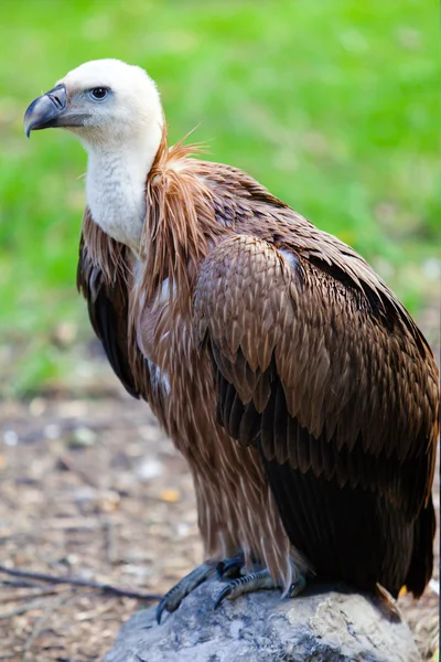 Griffon gam — Stockfoto