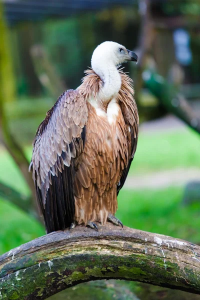 Griffon eurasiano — Fotografia de Stock