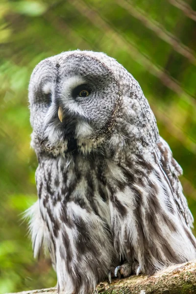 Eagle Owl — Stock Photo, Image