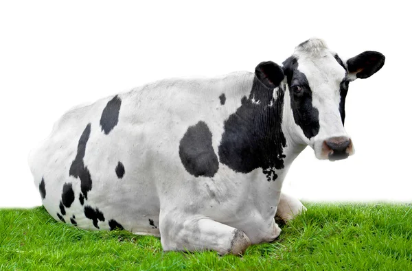 Cow on meadow — Stock Photo, Image