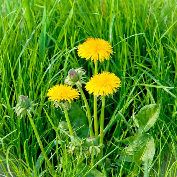 Löwenzahnblüten — Stockfoto