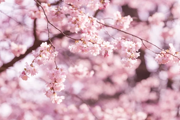 Rosa flor de sakura — Foto de Stock