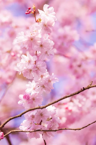 ピンクの桜の花. — ストック写真