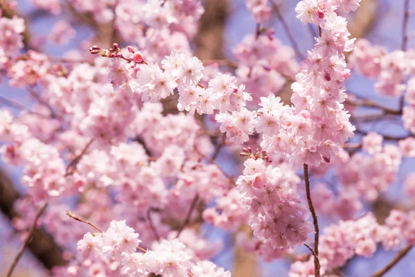 Roz sakura floare — Fotografie, imagine de stoc