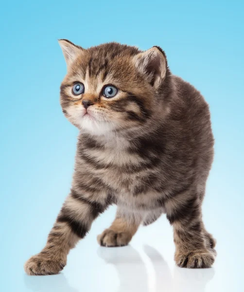 Kitten op blauwe achtergrond — Stockfoto