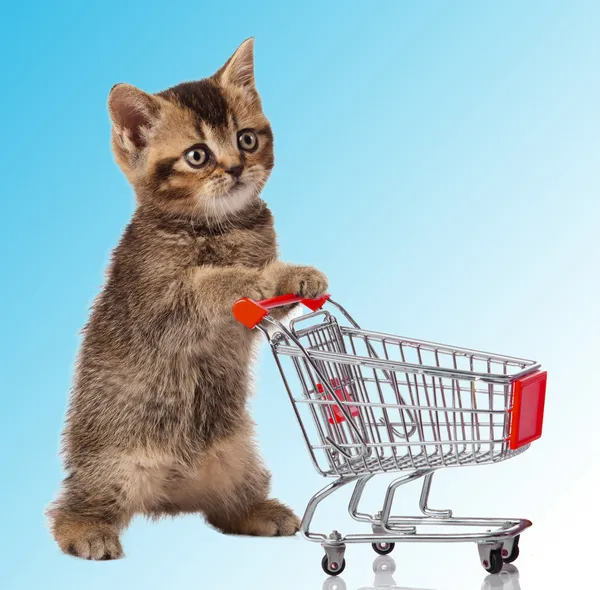 Gato com carrinho de compras — Fotografia de Stock