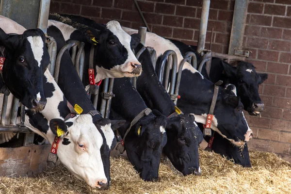Kühe im Bauernhof — Stockfoto