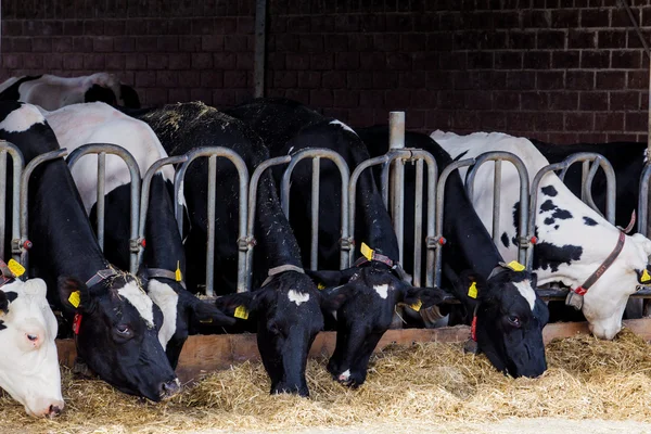 Cows in farm — Stock Photo, Image