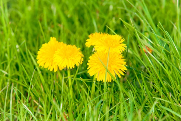 Flores de diente de león — Foto de Stock