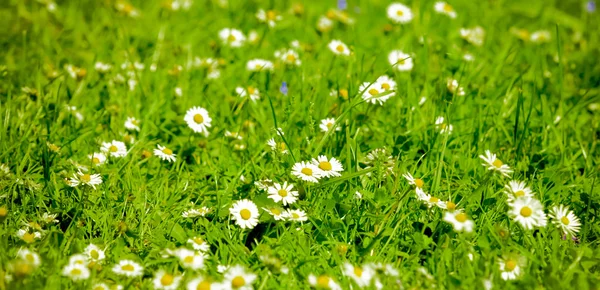 Field of daisy — Stock Photo, Image