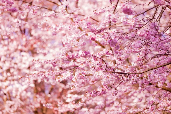 Сакура рожева квітка — стокове фото