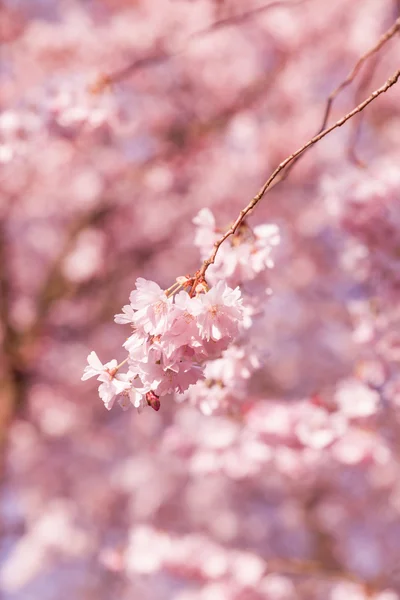 Rosa sakura blomma — Stockfoto
