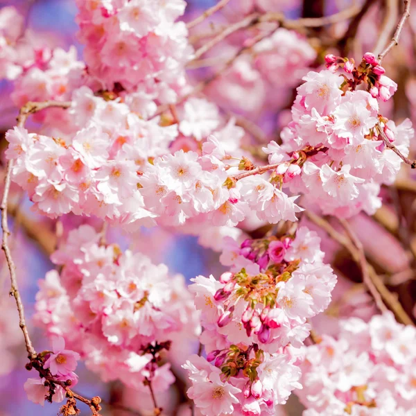 Sakura flower — Stock Photo, Image
