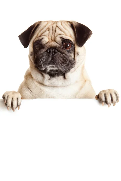 Pug Dog con cartellone — Foto Stock