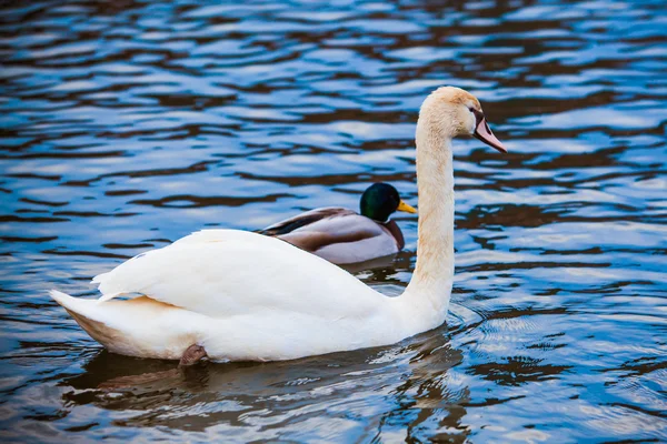 Cisne nobre — Fotografia de Stock