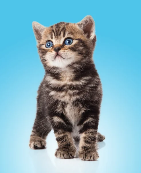 蓝色背景上的小猫 — 图库照片