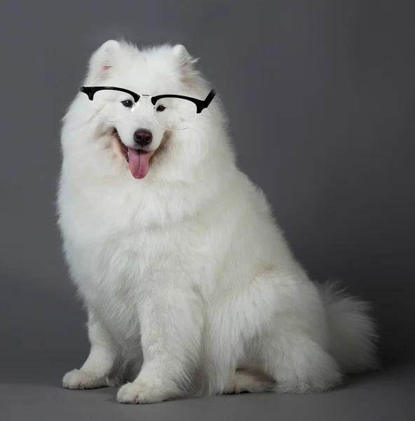 Samoyed dog — Stok fotoğraf