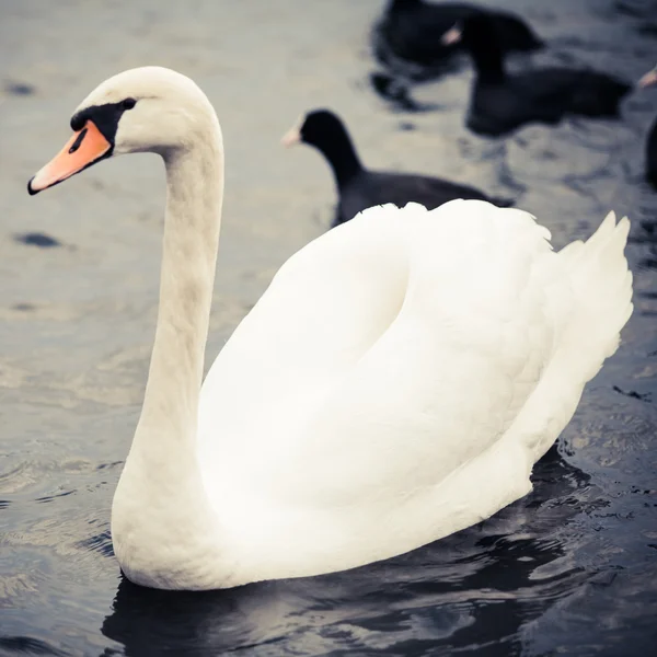 Ädla swan — Stockfoto