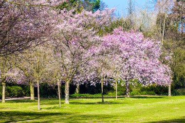 Sakura çiçekleri açıyor. Güzel pembe kiraz çiçeği 