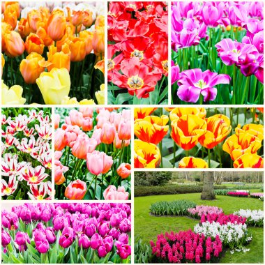 Güzel bahar çiçekleri. 