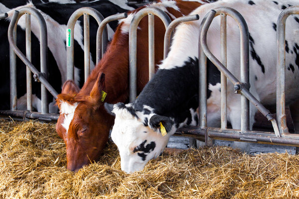 cows in a farm. Dairy cows in a farm. 