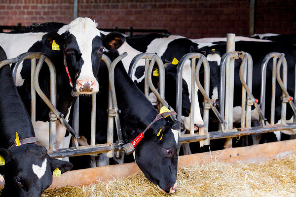 cows in a farm. Dairy cows in a farm. 