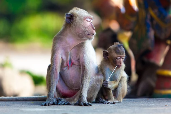 Monkey family — Stock Photo, Image