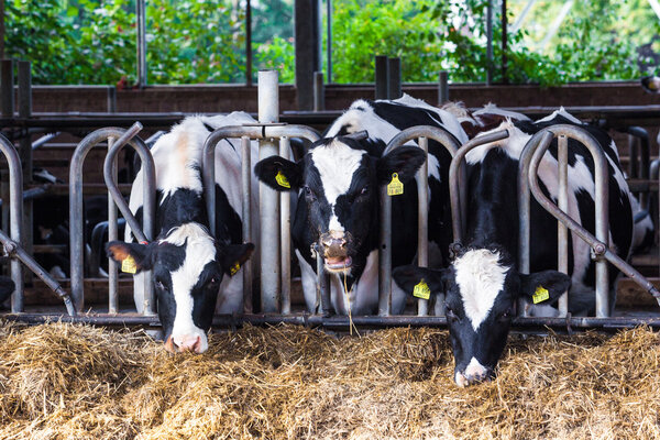 cows in a farm. Dairy cows in a farm. 