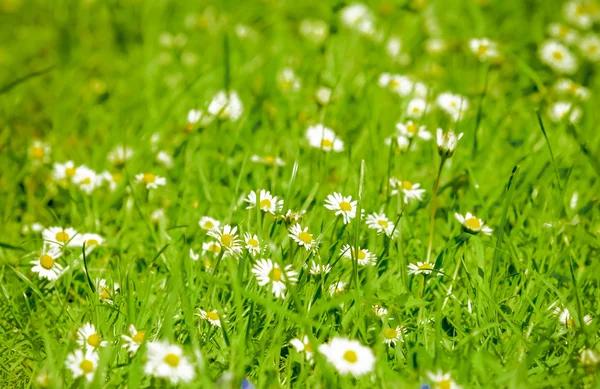 Margaridas no prado. campo de flores de margarida — Fotografia de Stock